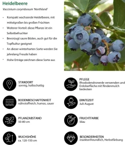 Dehner Heidelbeeren Beeren-Sets|Heidelbeeren - Heidelbeer-Set Blaubeer-Liebe, 4-teilig Dunkelblau