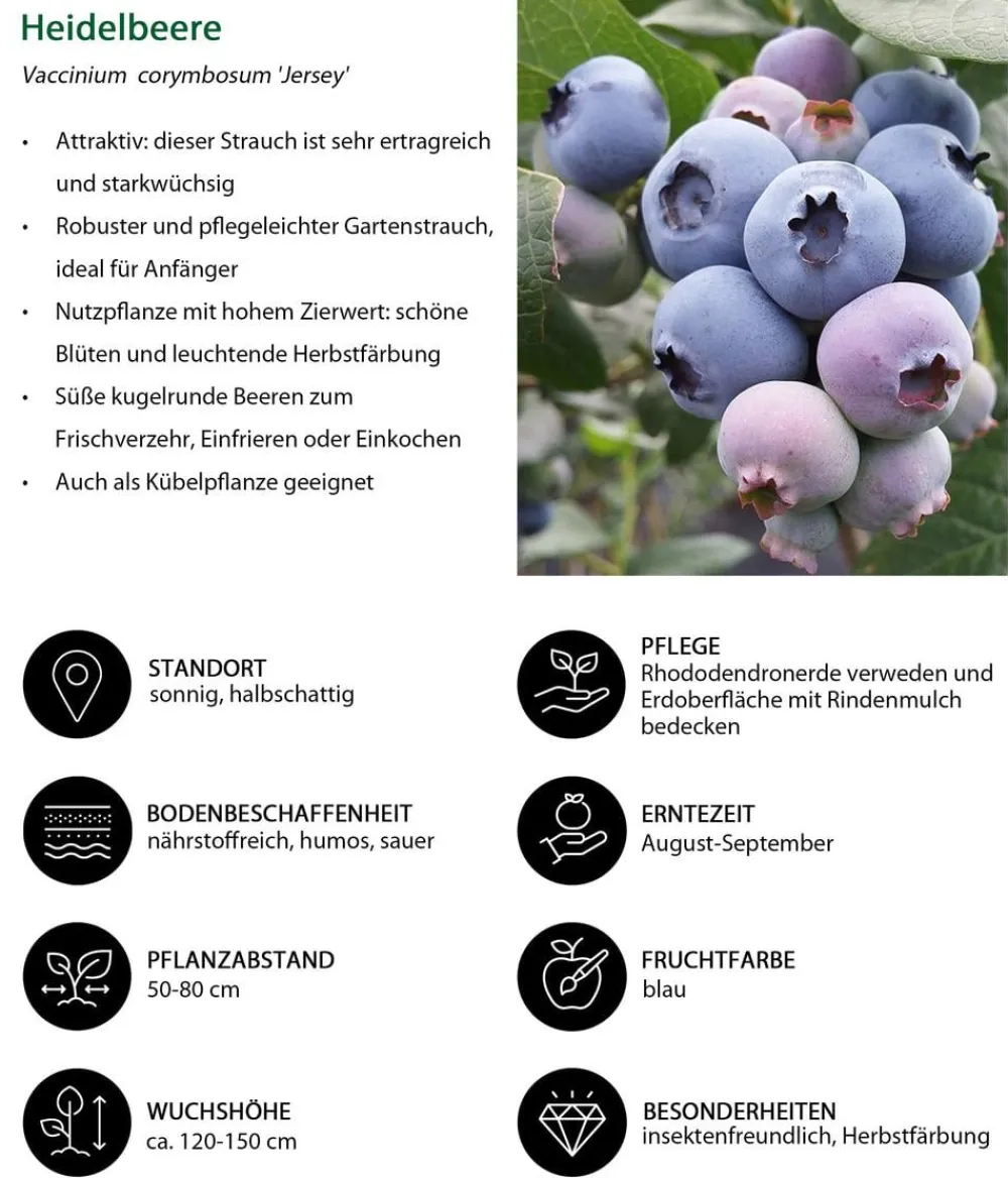 Dehner Heidelbeeren Beeren-Sets|Heidelbeeren - Heidelbeer-Set Blaubeer-Liebe, 4-teilig Dunkelblau