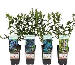 Dehner Heidelbeeren Beeren-Sets|Heidelbeeren - Heidelbeer-Set Blaubeer-Liebe, 4-teilig Dunkelblau