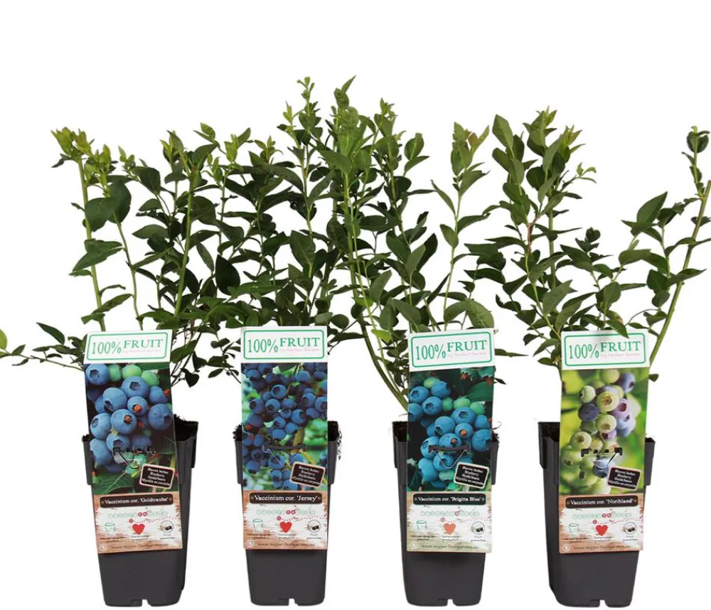 Dehner Heidelbeeren Beeren-Sets|Heidelbeeren - Heidelbeer-Set Blaubeer-Liebe, 4-teilig Dunkelblau