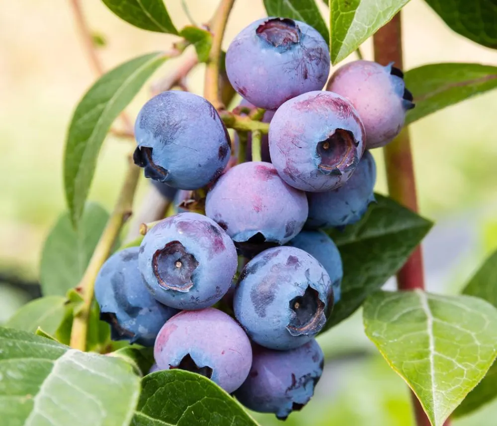 Dehner Heidelbeeren Beeren-Sets|Heidelbeeren - Heidelbeer-Set Blaubeer-Liebe, 4-teilig Dunkelblau