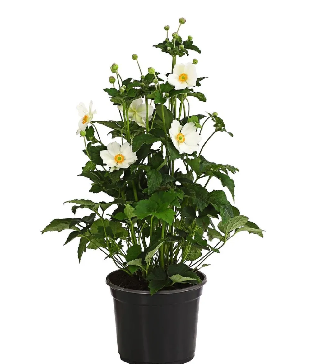 Dehner Sommerstauden > Herbst-Anemone, verschiedene Sorten