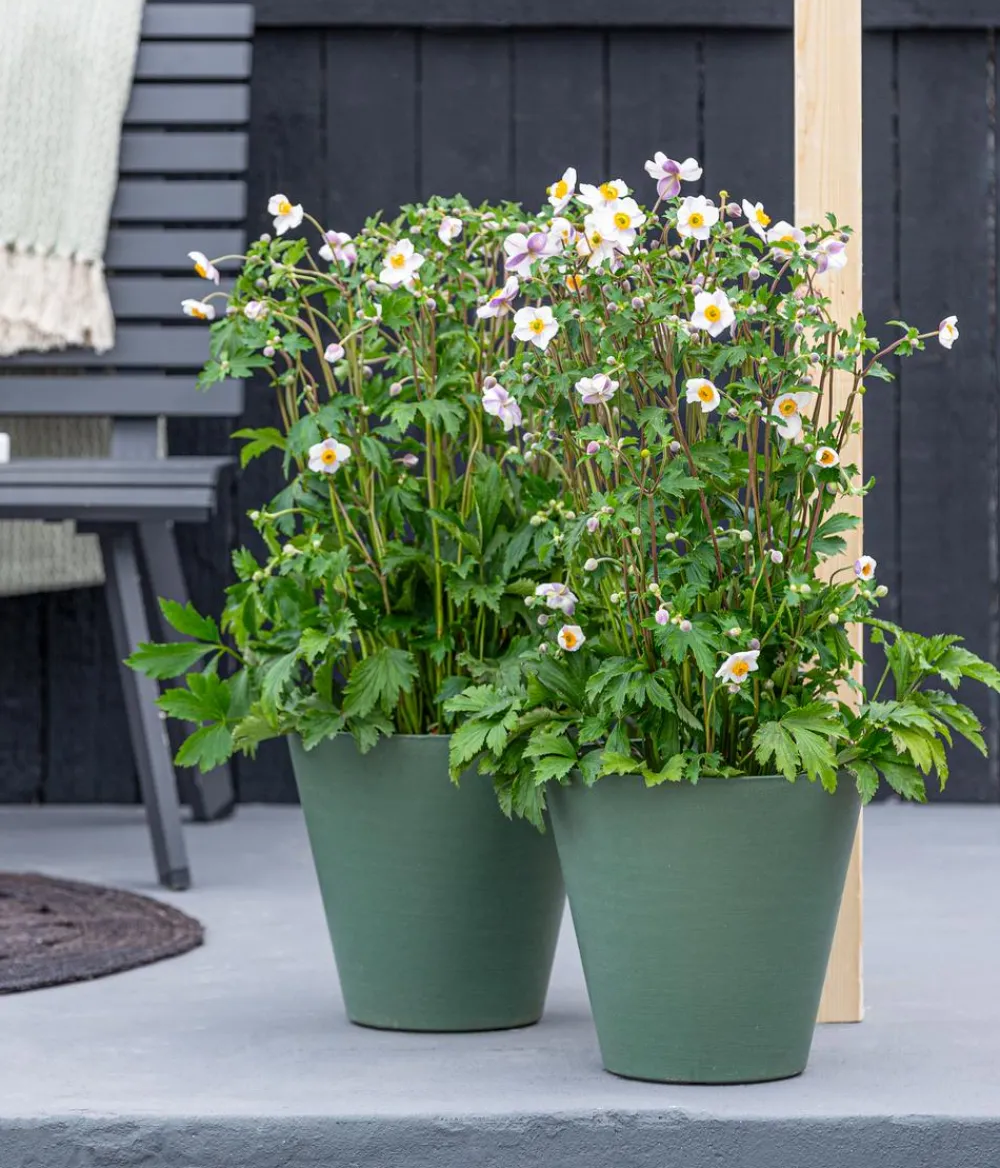 Dehner Sommerstauden > Herbst-Anemone, verschiedene Sorten