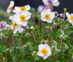 Dehner Sommerstauden > Herbst-Anemone, verschiedene Sorten