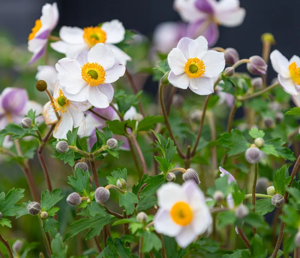 Dehner Sommerstauden > Herbst-Anemone, verschiedene Sorten