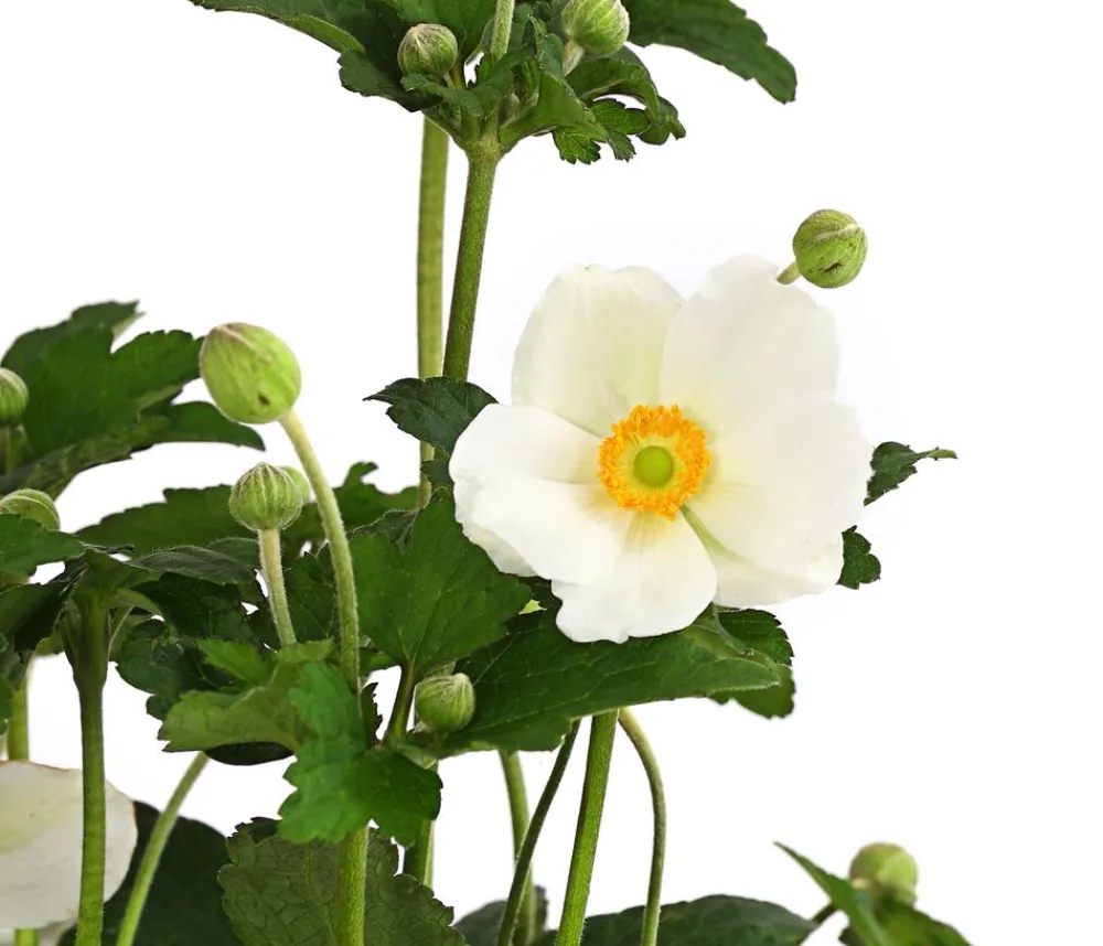Dehner Sommerstauden > Herbst-Anemone, verschiedene Sorten