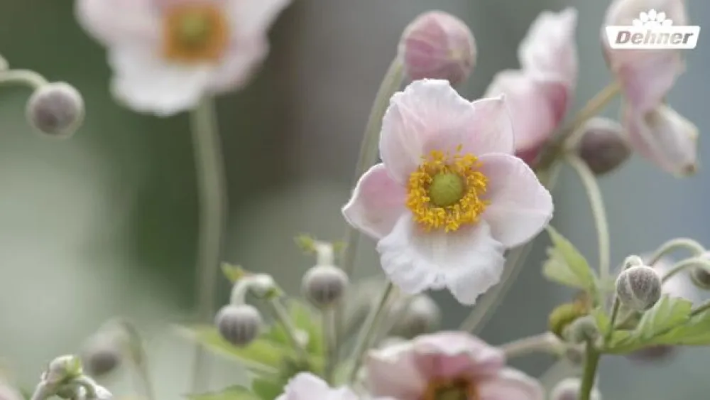 Dehner Sommerstauden > Herbst-Anemone, verschiedene Sorten