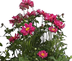 Dehner Herbst-Anemone, verschiedene Sorten Hot