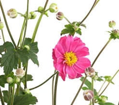 Dehner Sommerstauden - Herbst-Anemone, verschiedene Sorten