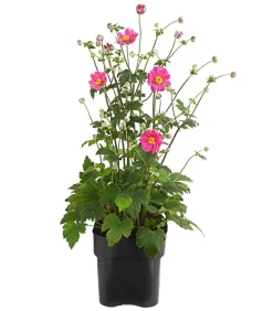 Dehner Sommerstauden - Herbst-Anemone, verschiedene Sorten
