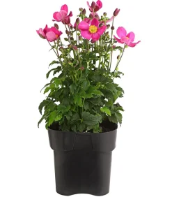Dehner Sommerstauden - Herbst-Anemone, verschiedene Sorten