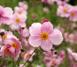 Dehner Sommerstauden - Herbst-Anemone, verschiedene Sorten