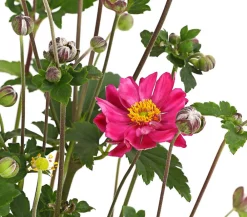 Dehner Sommerstauden - Herbst-Anemone, verschiedene Sorten