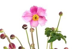 Dehner Sommerstauden - Herbst-Anemone, verschiedene Sorten