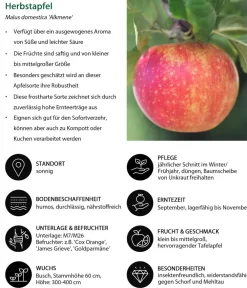 Dehner Herbstapfel 'Alkmene' Rot Online