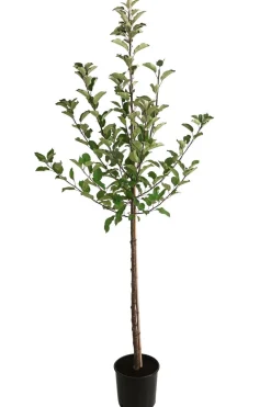 Dehner Obstbäume|Birnen- & Apfelbäume > Herbstapfel 'Elstar'