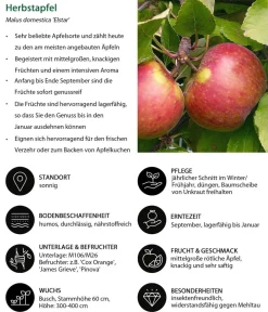 Dehner Herbstapfel 'Elstar' Rot New