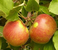 Dehner Herbstapfel 'Elstar' Rot New