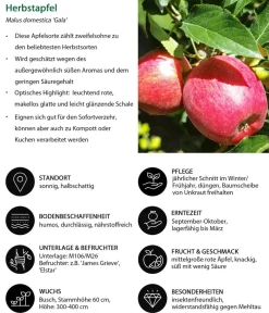 Dehner Obstbäume|Birnen- & Apfelbäume > Herbstapfel 'Gala'