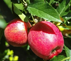 Dehner Obstbäume|Birnen- & Apfelbäume - Herbstapfel 'Gala' Rot
