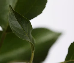 Dehner Obstbäume|Birnen- & Apfelbäume - Herbstapfel 'Gala' Rot