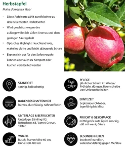 Dehner Obstbäume|Birnen- & Apfelbäume - Herbstapfel 'Gala' Rot
