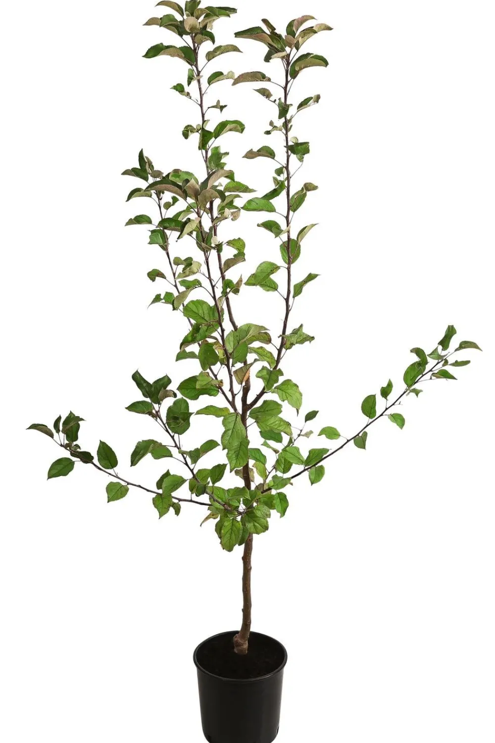 Dehner Herbstapfel 'Gerlinde' Rot