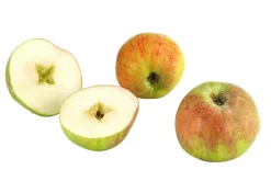 Dehner Herbstapfel 'Gravensteiner' Rot Sale