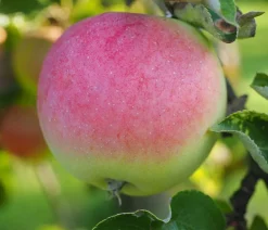 Dehner Obstbäume|Birnen- & Apfelbäume - Herbstapfel 'Jakob Fischer'