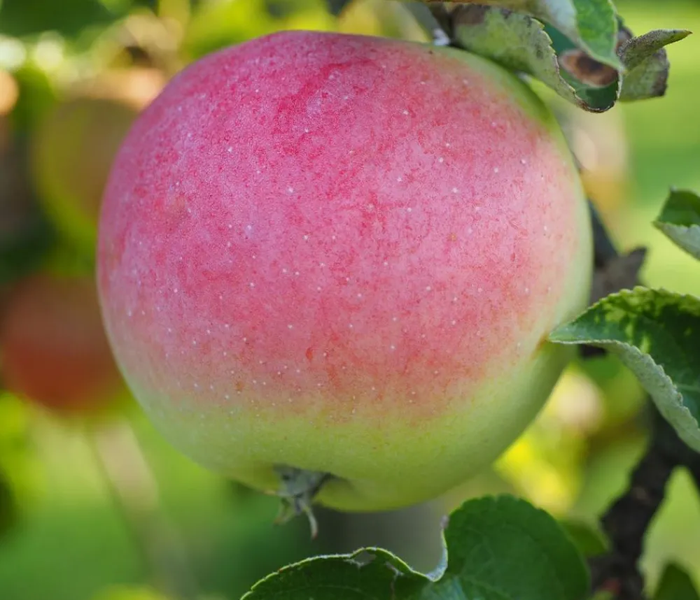 Dehner Obstbäume|Birnen- & Apfelbäume - Herbstapfel 'Jakob Fischer'