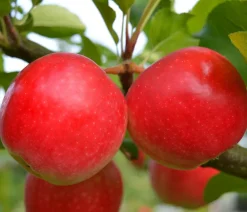 Dehner Obstbäume|Birnen- & Apfelbäume - Herbstapfel 'Rubinola' Rot