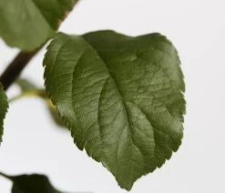 Dehner Obstbäume|Birnen- & Apfelbäume - Herbstapfel 'Rubinola' Rot