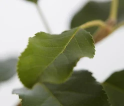 Dehner Obstbäume|Birnen- & Apfelbäume > Herbstapfel 'Topaz'