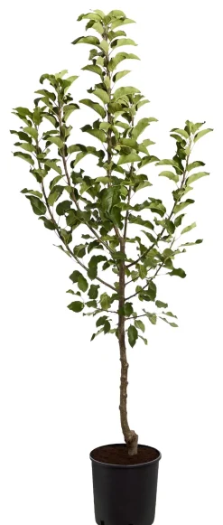 Dehner Obstbäume|Birnen- & Apfelbäume > Herbstapfel 'Topaz'