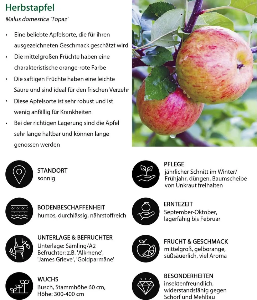 Dehner Herbstapfel 'Topaz' Rot Outlet