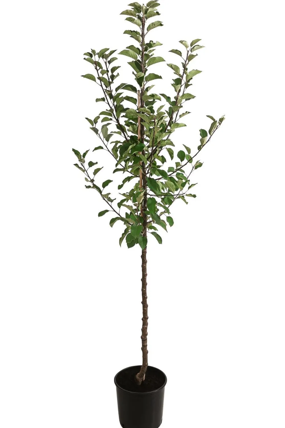 Dehner Herbstapfel 'Topaz' Rot Outlet