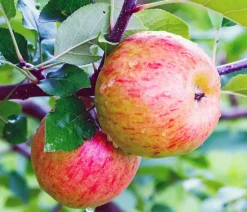 Dehner Herbstapfel 'Topaz' Rot Outlet