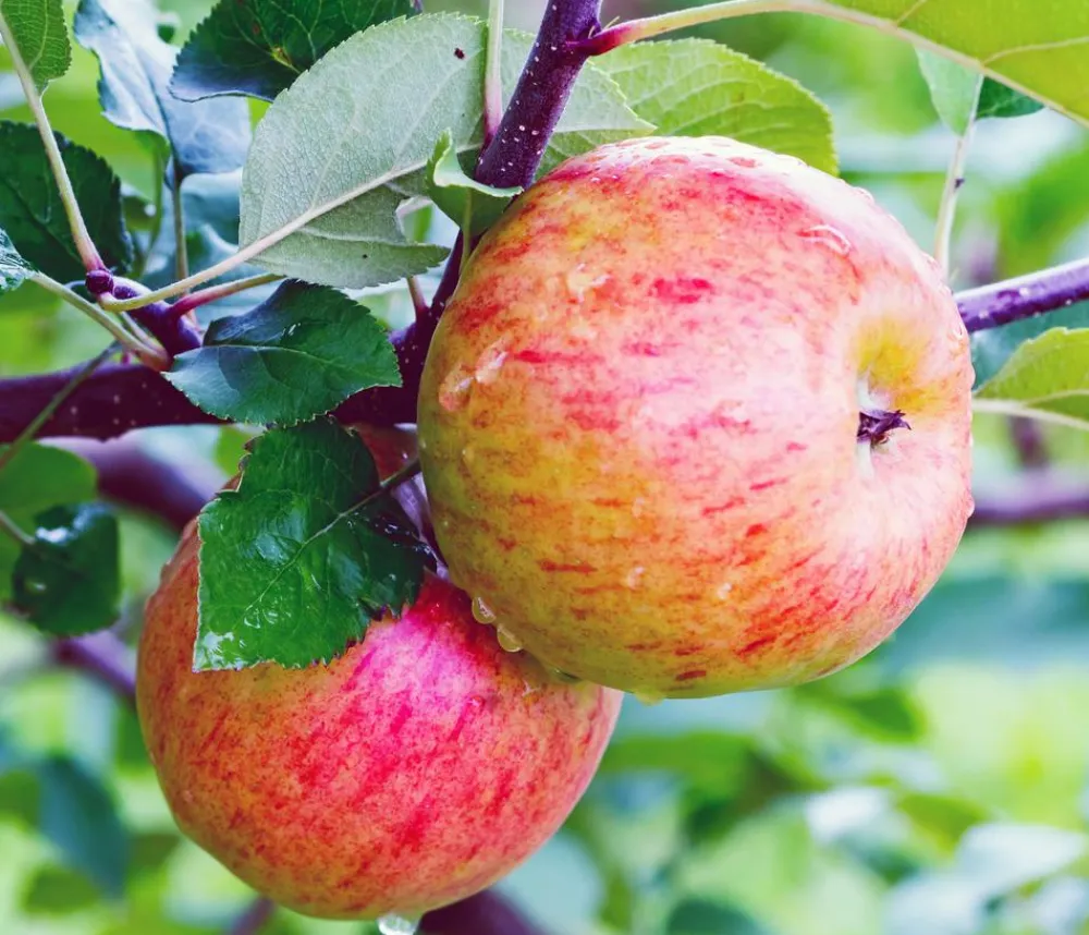 Dehner Herbstapfel 'Topaz' Rot Outlet
