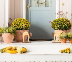 Dehner Terrassenpflanzen > Herbst-Chrysantheme