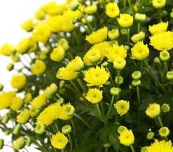 Dehner Terrassenpflanzen > Herbst-Chrysantheme