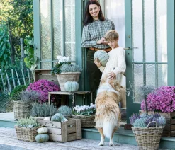 Dehner Terrassenpflanzen > Herbst-Chrysantheme