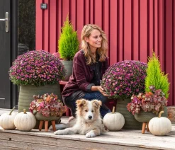 Dehner Terrassenpflanzen > Herbst-Chrysantheme