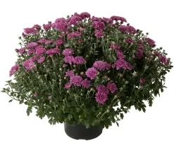 Dehner Terrassenpflanzen > Herbst-Chrysantheme