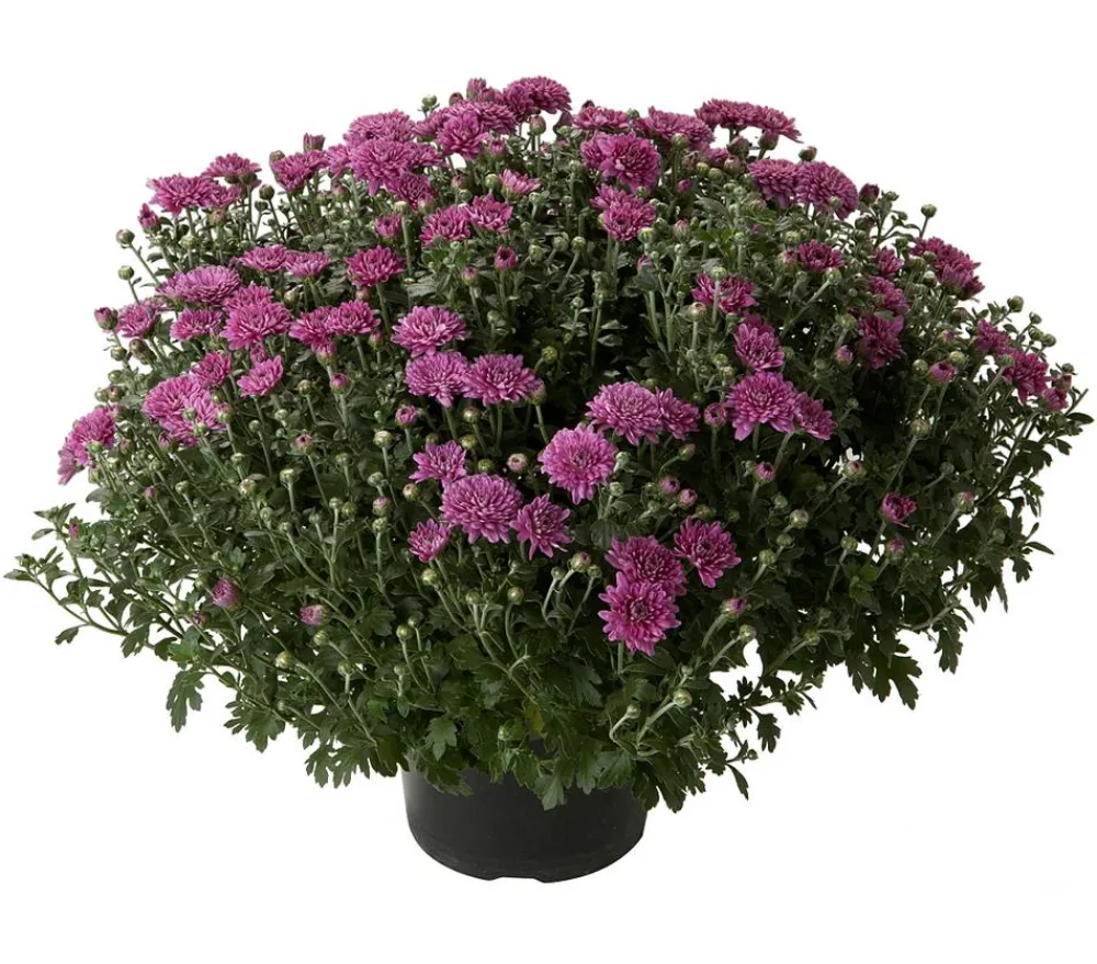 Dehner Terrassenpflanzen > Herbst-Chrysantheme