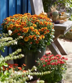 Dehner Terrassenpflanzen > Herbst-Chrysantheme