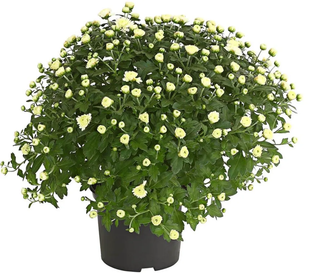Dehner Herbst-Chrysantheme Weiß Hot
