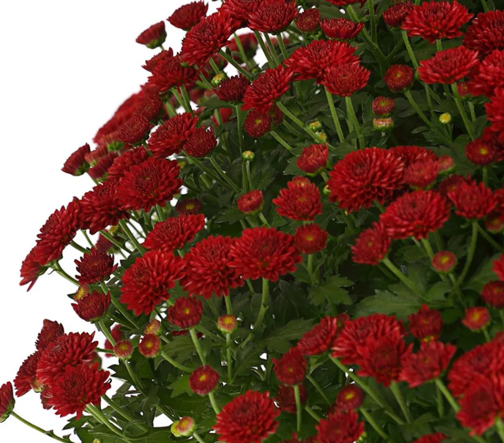 Dehner Terrassenpflanzen - Herbst-Chrysantheme Rot