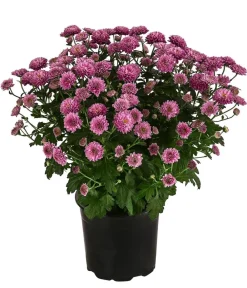 Dehner Terrassenpflanzen - Herbst-Chrysantheme Lila