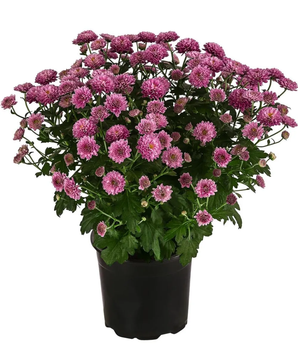 Dehner Terrassenpflanzen - Herbst-Chrysantheme Lila