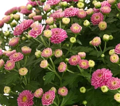 Dehner Terrassenpflanzen - Herbst-Chrysantheme Lila
